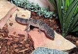 ISO female leopard gecko