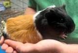 Guinea pigs/ with huge cage ( pending)