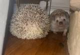 female and male hedgehog for sale