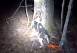 treeing walker coonhound