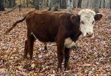 Cow for sale-Hereford Bull Calf