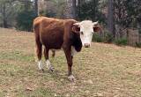 Cow for sale- Hereford Bull
