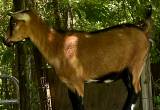 ADGA registered Nigerian Dwarf Goat-Doe