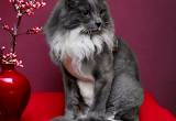 Maine Coon Mix 3 years