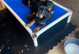 akc Rottweilers
