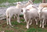 3 ewe lambs