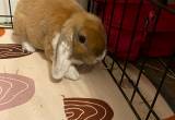 adorable plush baby bunny