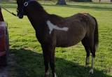yearling spotted filly