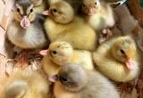 Call Duck Babies New Hatch
🐥🐣🐥🐣🐥