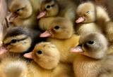 Call Duck Eggs 🥚🥚🥚🥚🥚🥚