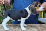 AKC Registered female pup
