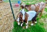 Fainting Goat bucklings