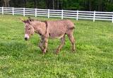 3 year old Jack Donkey