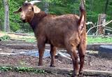 nanny goats