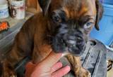 akc registered boxer puppies