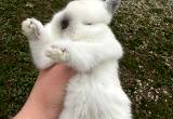 Netherland dwarf baby rabbits