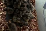Lavendar Oprington Chicks