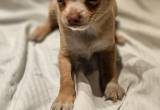 tiny Grumpy face Chihuahua male puppy