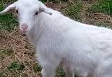 3 goats for sale