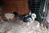 barnyard chicks