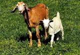 Mother Daughter Boer Goats