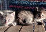 beautiful fuzzy kitties