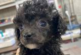 Toy Poodles Puppies! 3 left!