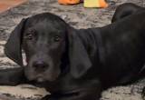 Great Dane Puppies Available Now