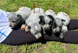 Blue Heeler Puppies