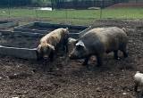 Sow and Boar Breeding Pair