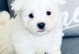 A. K.C. Maltese Puppies For Sale