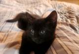 Bombay (black kittens)