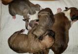 8 pitbull puppies for sale