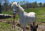 White Mare and Blue Roan Filly