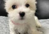 Beautiful Maltese puppy
