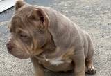 American bully exotic puppys