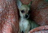 Tiny Deerhead Chihuahua