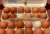 Large fresh eggs