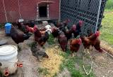 Large Stock Roosters