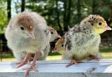 Turkey Poults/ Chicks
🦃🦃🦃🦃🦃