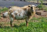 Spotted Polled Blue-eyed Nigerian Goat