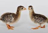 10 Started Pearl Guinea Fowl Keets Chick