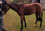 Coming 3yr old Mustang Filly
