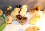 11 chicks and feed