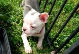 rare blue boston terrier pups w papers
