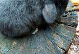 Pure Bred Holland Lop Babies Ready Now!