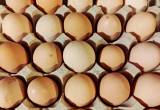 Buff Orphington hatching eggs
