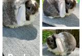 proven holland lop buck