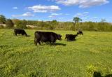 Black Angus herd for sale