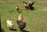 Egg Laying Hens: 10 mth - 1.5 yr old